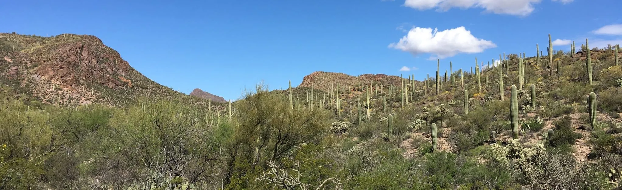 Panoramic view of the saguaro-covered desert slopes along the 36th Street Trailhead in Tucson, Arizona